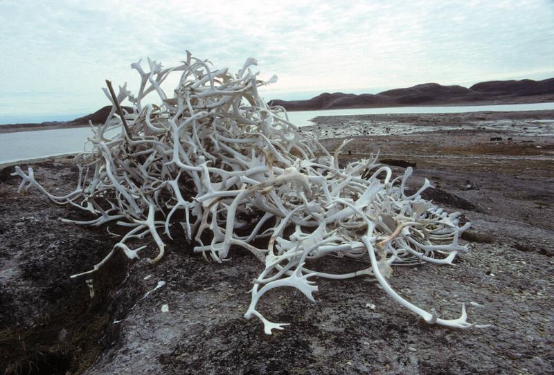 Pile of animal bones at the outpost camp of Kiawak. 
Lona Bay, Southwest Baffin Island, Nunavu…