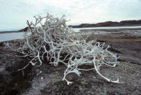 Pile of animal bones at the outpost camp of Kiawak. 
Lona Bay, Southwest Baffin Island, Nunavu…