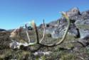 Caribou remains found between Kiattuuq and Itilliarjuk.
Southwest Baffin Island, Nunavut, 1995…