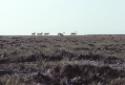 Caribou in the Nurata area.
Southwest Baffin Island, Nunavut, 1980

The Norman Hallendy Coll…