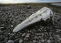 Beluga whale remains. 
Arvia’juaq, Keewatin, Nunavut, 1990

The Norman Hallendy Collection
…