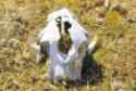 Old walrus skull.
Cape Dorset, Southwest Baffin Island, Nunavut, 1985

The Norman Hallendy C…