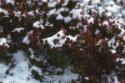 ARC-NH1989.1235
