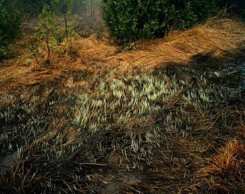 Grasses, Bruce Peninsula, Ontario