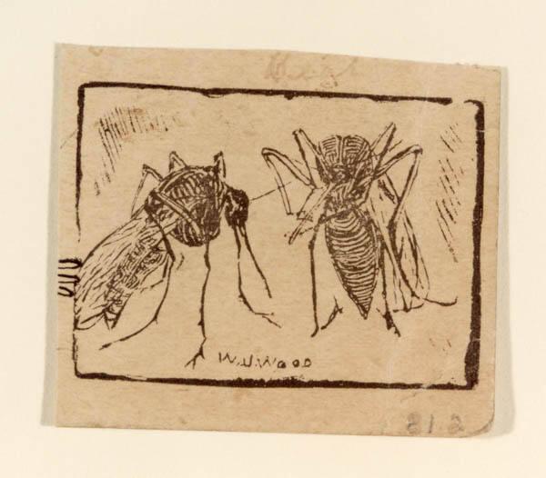 Two Insects