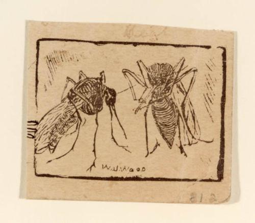 Two Insects