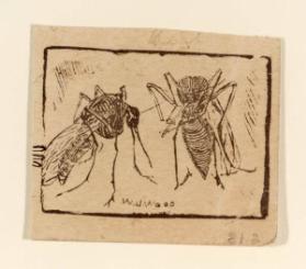 Two Insects
