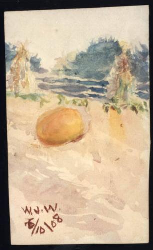 Untitled (pumpkin patch)