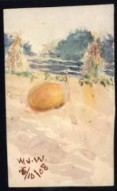 Untitled (pumpkin patch)